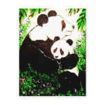 Panda 07 * panda postcards * panda kind Postcards