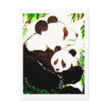 Panda 08 * baby panda * Panda-Postkarten* panda A Postcard