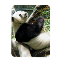 Panda and Bamboo Flexible Magnet
