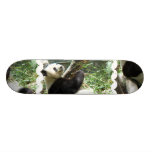 panda, pandas, panda bears, bear, bears, panda bear, giant panda, giant panda bear, mammal, animal, wildlife, wild animal, wild life, china, chinese panda, china panda, chinese panda bear, chinese, animals, mammals, panda photo, panda photograph, giant panda photo, giant panda photograph, panda bear photo, panda bear photograph, wild