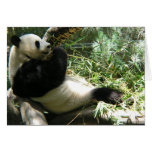 Panda at the San Diego Zoo Greeting Cards