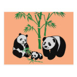 Panda Bamboo Art Postcard