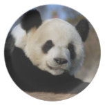 Panda Bear-8884e11x11 Party Plates