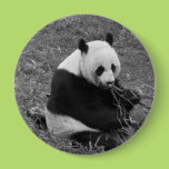 Panda Bear (black & white) Pin