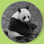 Panda Bear (black & white) Buttons