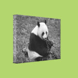 Panda Bear (black & white)