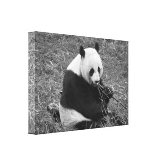 Panda Bear (black & white) wrappedcanvas
