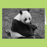 Panda Bear (black & white) Greeting Cards