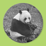 Panda Bear (black & white) Refrigerator Magnets