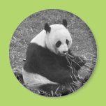 Panda Bear (black & white) Refrigerator Magnet