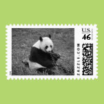 Panda Bear (black & white) Stamp