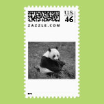 Panda Bear (black & white) Postage Stamp