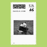 Panda Bear (black & white) Postage Stamp