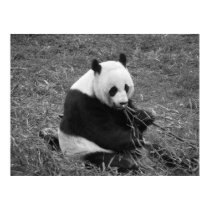 Panda Bear (black & white) posters