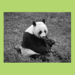 Panda Bear (black & white) Poster
