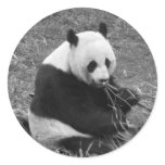 Panda Bear (black & white) stickers
