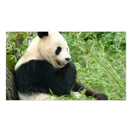 Panda Bear Business Card (back side)