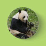 Panda Bear Pinback Button