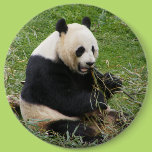 Panda Bear Pinback Button