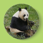Panda Bear Pin