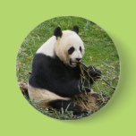 Panda Bear Pinback Buttons