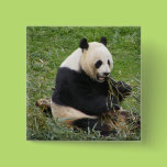 Panda Bear Pinback Buttons