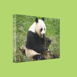 Panda Bear