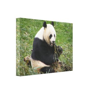 Panda Bear wrappedcanvas