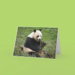 Panda Bear Cards