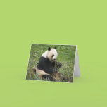 Panda Bear Card