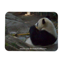Panda Bear Eatin Bamboo Magnet