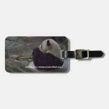 Panda Bear Eating Bamboo Luggage Tag