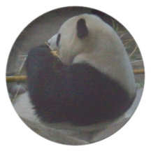 Panda Bear Eating Bamboo Plate
