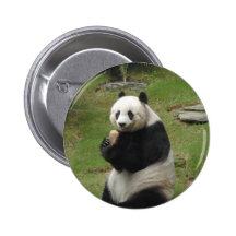 Panda Bear eating some bamboo Pinback Button