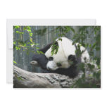 Panda Bear Invitation