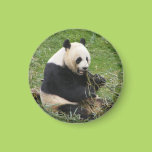 Panda Bear Refrigerator Magnets