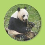 Panda Bear Refrigerator Magnet
