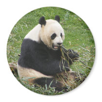 Panda Bear magnets by crittercircus Panda Bear magnets
