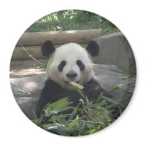Panda Bear Magnet