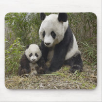 Panda Bear Momma With Cub Mouse Mats
