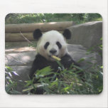 Panda Bear Mousepad
