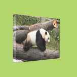 Panda Bear on a Log