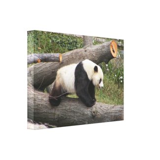 Panda Bear on a Log wrappedcanvas