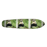 giant panda, panda, panda bear, bear, bears, panda bears, giant panda bear, mammal, animal, wildlife, wild animal, wild life, china, chinese panda, china panda, chinese panda bear, chinese, animals, mammals, panda photo, panda photograph, giant panda photo, giant panda photograph, panda bear photo, panda bear photograph, wild