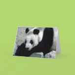 Panda Bear on Rocks Greeting Cards