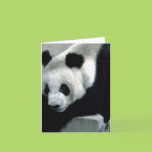 Panda Bear on Rocks Card