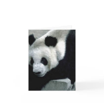 Panda Bear on Rocks Card