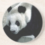 Panda Bear on Rocks Drink Coaster