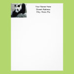 Panda Bear on Rocks Custom Letterhead