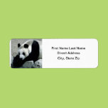 Panda Bear on Rocks Return Address Labels